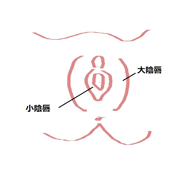 デリケートゾーンひだの名称